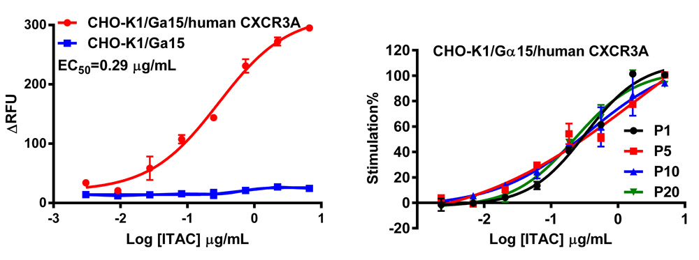 G alpha 15 Stable Cell Line-CXCR3-CHO-K1-Human(Currently Unavailable)