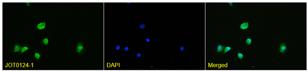 Anti-Ubiquitin VHH Antibody